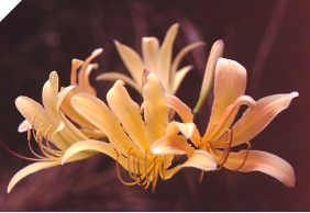 Lycoris GOLDFLAME (May Ship Lycoris GOLDFLAME (May Ship