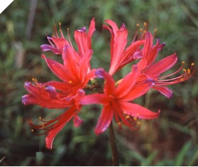 Lycoris Kifujin Japan Lycoris Kifujin Japan