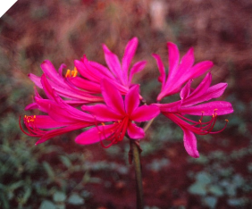 Lycoris KOMASYAKURE (May 2022) Lycoris KOMASYAKURE (May 2022)