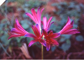 Lycoris Mystery (May 2022) Lycoris Mystery (May 2022)