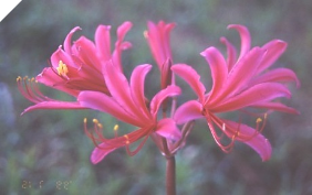 Lycoris Scandal (May 2022) Lycoris Scandal (May 2022)