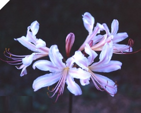 Lycoris Sharaku Lycoris Sharaku