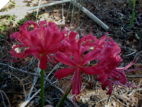 Lycoris Shisyunki (May 2022) Lycoris Shisyunki (May 2022)