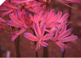 Lycoris Yon-Sama (May 2022) Lycoris Yon-Sama (May 2022)