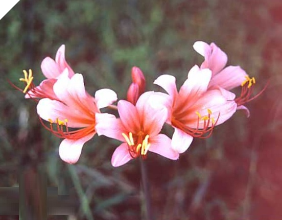 Lycoris Youkihi Lycoris Youkihi