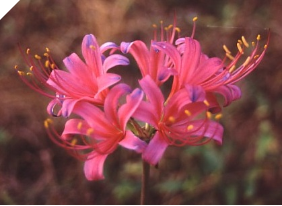 Lycoris HAYWARDII (May Ship) Lycoris HAYWARDII (May Ship)