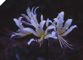Lycoris Roman Holiday Lycoris Roman Holiday