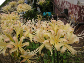 Lycoris Albiflora