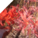 Comparison with Lycoris Radiata (red)