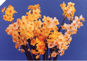 Narcissus Bill's Mystery Mix