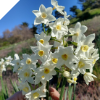 Narcissus Early Pearl