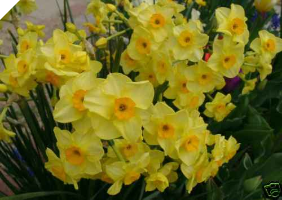 Narcissus Golden Dawn 9+ cm cir