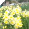 Narcissus ACxPW Tall Light Yellow