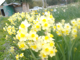 Narcissus ACxPW Tall Light Yellow