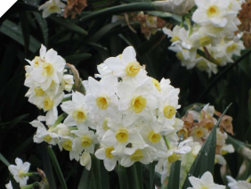 Narcissus Grand Primo