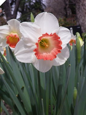 Daffodil/Narcissus PINK CHARM 12-14