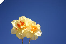 Daffodil/Narcissus TAHITI