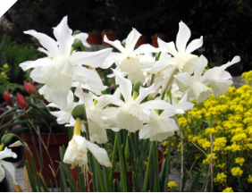 Narcissus / Daffodil Thalia