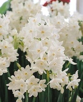 Narcissus Paperwhite ZIVA
