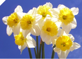 Daffodil/Narcissus Ice Follies