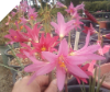 Rhodophiala Bifida "PINK Oxblood Lily"