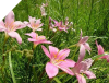 PINK RAIN LILY | Zephyranthes Grandiflora