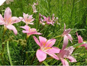 PINK RAIN LILY | Zephyranthes Grandiflora PINK RAIN LILY | Zephyranthes Grandiflora
