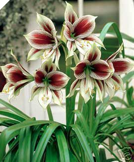 Amaryllis PAPILIO (Small bulbs from India)