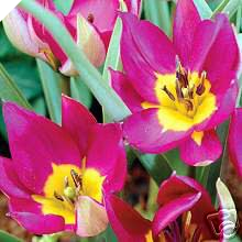 Humlis Persian Pearl Species Tulips