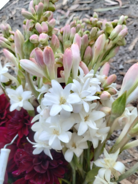 Double Polianthes Tuberosa Double Polianthes Tuberosa