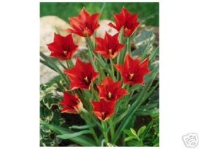 Red Linifolia Species Tulips