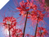 Lycoris Radiata - RED SPIDER LILY