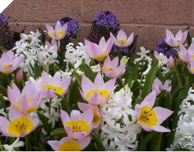 Bakeri  Species Tulip  'Lilac Wonder'