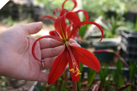 SPREKELIA (MEXICAN AMARYLLIS) Seed Grown SPREKELIA (MEXICAN AMARYLLIS) Seed Grown