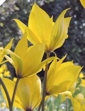 Species Tulips Sylvestris