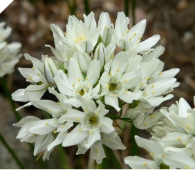 Triteleia WHITE hyacinthina