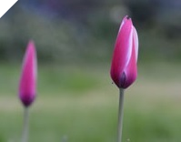 Clusiana Peppermint Stick Tulips