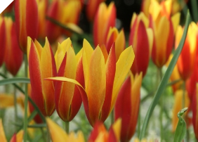 Clusiana Tubergen's Gem Tulips