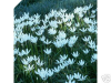 WHITE RAIN LILY | Zephyranthes Candida
