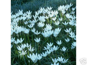 WHITE RAIN LILY | Zephyranthes Candida