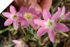 Zephyranthes Pink Beauty
