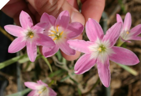 Zephyranthes Pink Beauty