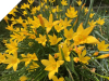 Yellow Rain Lily | Zephyranthes 'Citrina'