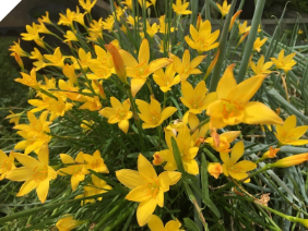 Yellow Rain Lily | Zephyranthes 'Citrina'