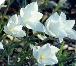 Zephyranthes Drummondii (small Bulbs)