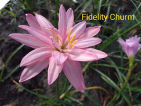 Zephyranthes FIDELITY CHARM