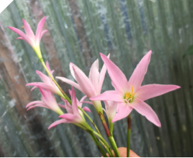 Zephyranthes First Love