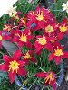 Zephyranthes RED DAMASK
