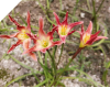 Zephyranthes RED SIAM