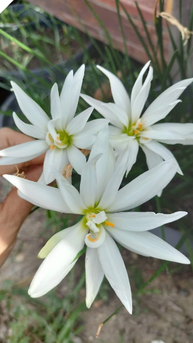 Zephyranthes WHITE CRYSTAL